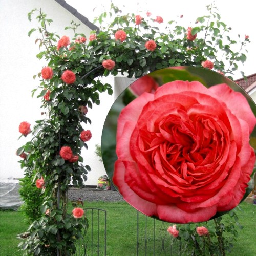 Rosa 'Antike 89' - Roos 'Antike 89' C4/4L